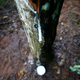 A tapped rubber tree drips raw latex into a cup.